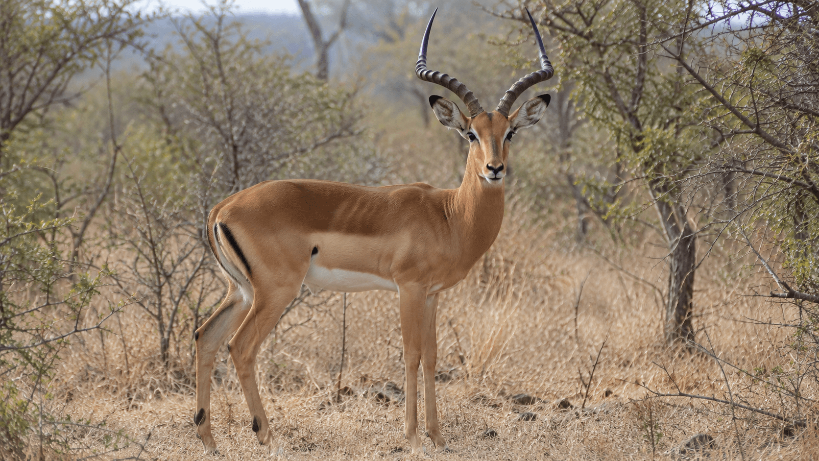 Phala
