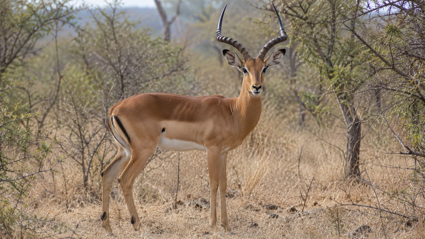 Phala